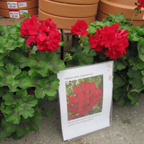 Pelargonium interspecific 'Caliente Deep Red' ~ Caliente® Deep Red Geranium-ServeScape