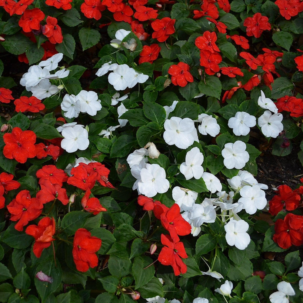 Impatiens hawkeri 'Petticoat White' ~ Petticoat® White Impatiens-ServeScape