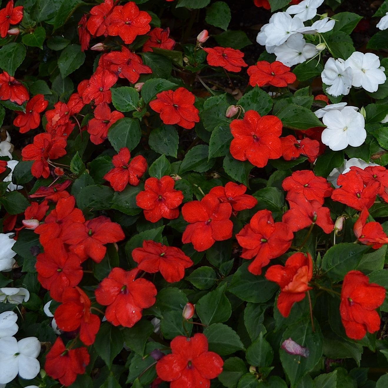 Impatiens hawkeri 'Petticoat Dark Red' ~ Petticoat® Dark Red Impatiens-ServeScape