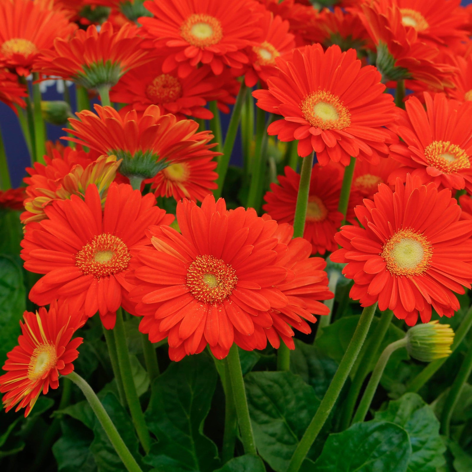 Gerbera x 'GARGLOW IMP' PP #26,784 ~ Garvinea® Sweet Glow Gerbera-ServeScape