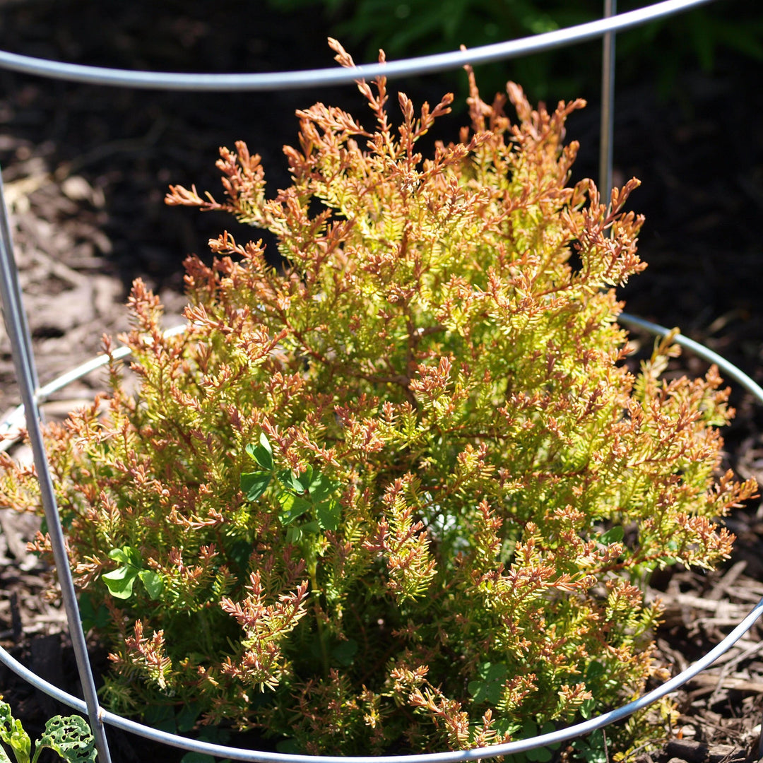 Thuja occidentalis 'Congabe' PP19,009 ~ Fire Chief™ Globe Arborvitae-ServeScape