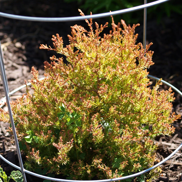 Thuja occidentalis 'Congabe' PP19,009 ~ Fire Chief™ Globe Arborvitae-ServeScape