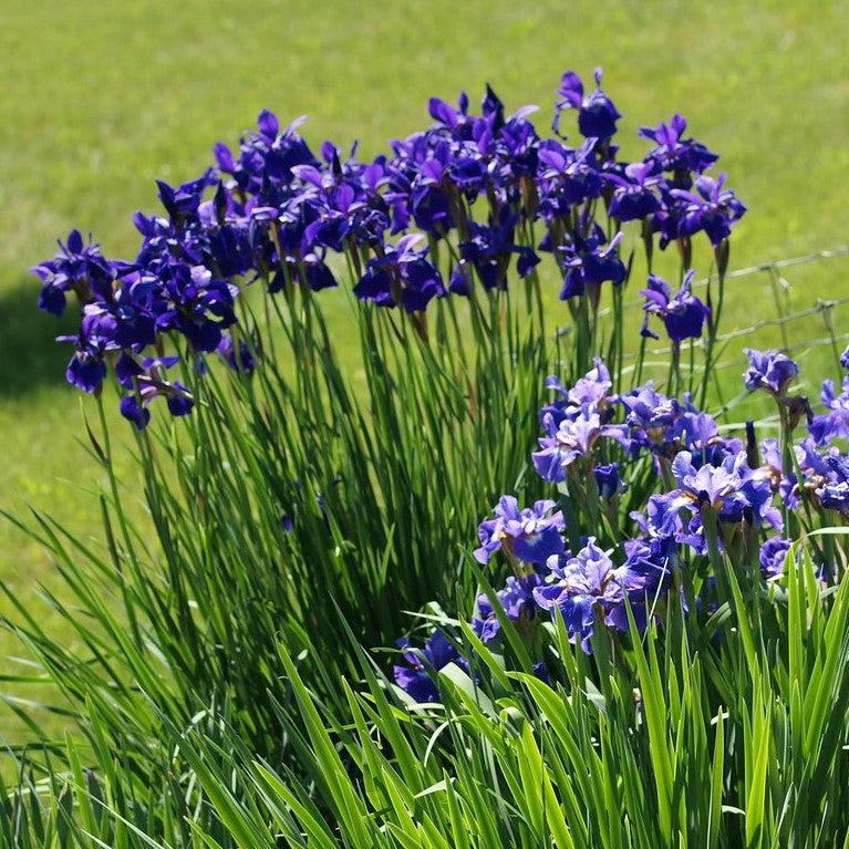 Iris sibirica Caesar's Brother ~ 'Caesar's Brother' Siberian Iris-ServeScape