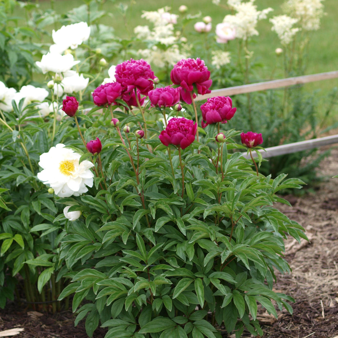 Paeonia lactiflora 'Kansas' ~ Kansas Peony-ServeScape