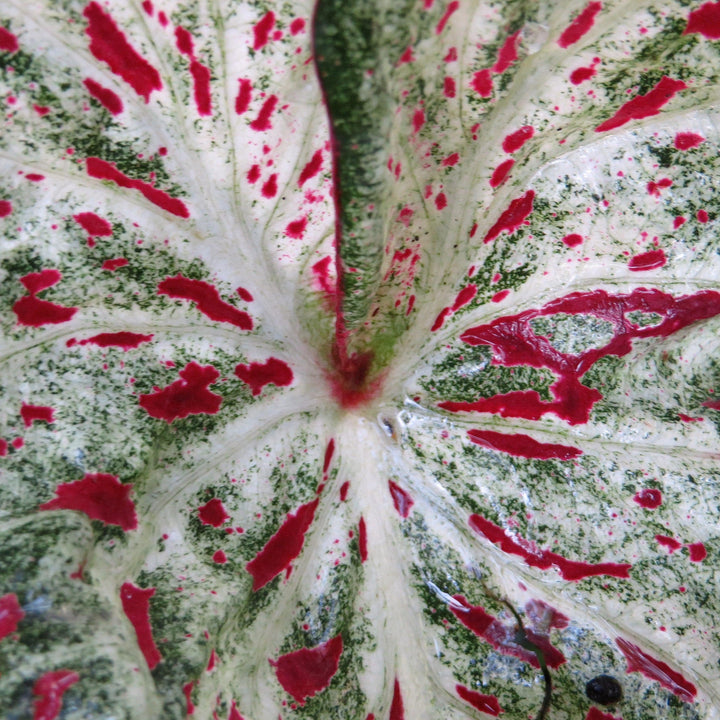 Caladium 'Gingerland' ~ Gingerland Caladium-ServeScape