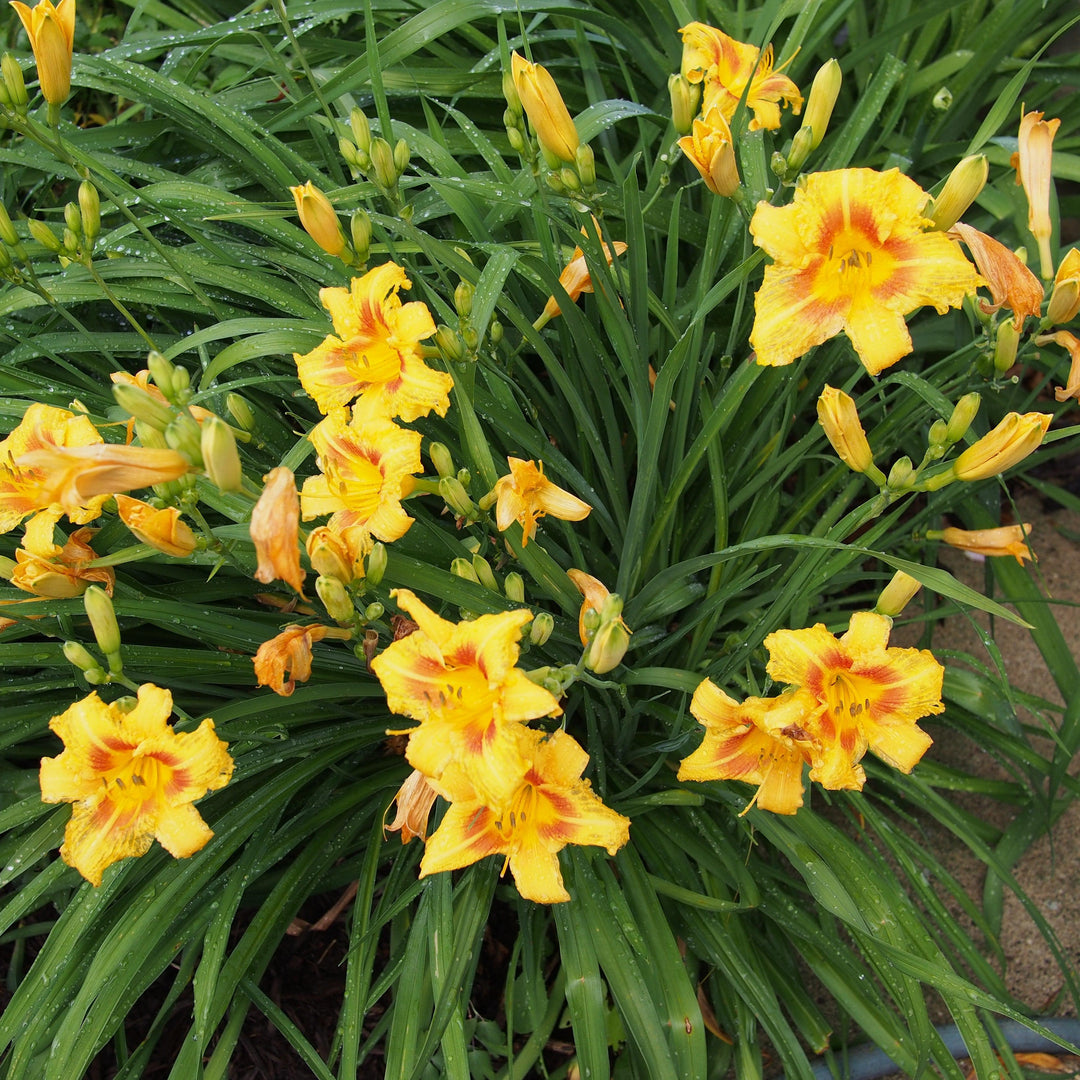 Hemerocallis 'Black Eyed Stella' ~ Black Eyed Stella Daylily-ServeScape