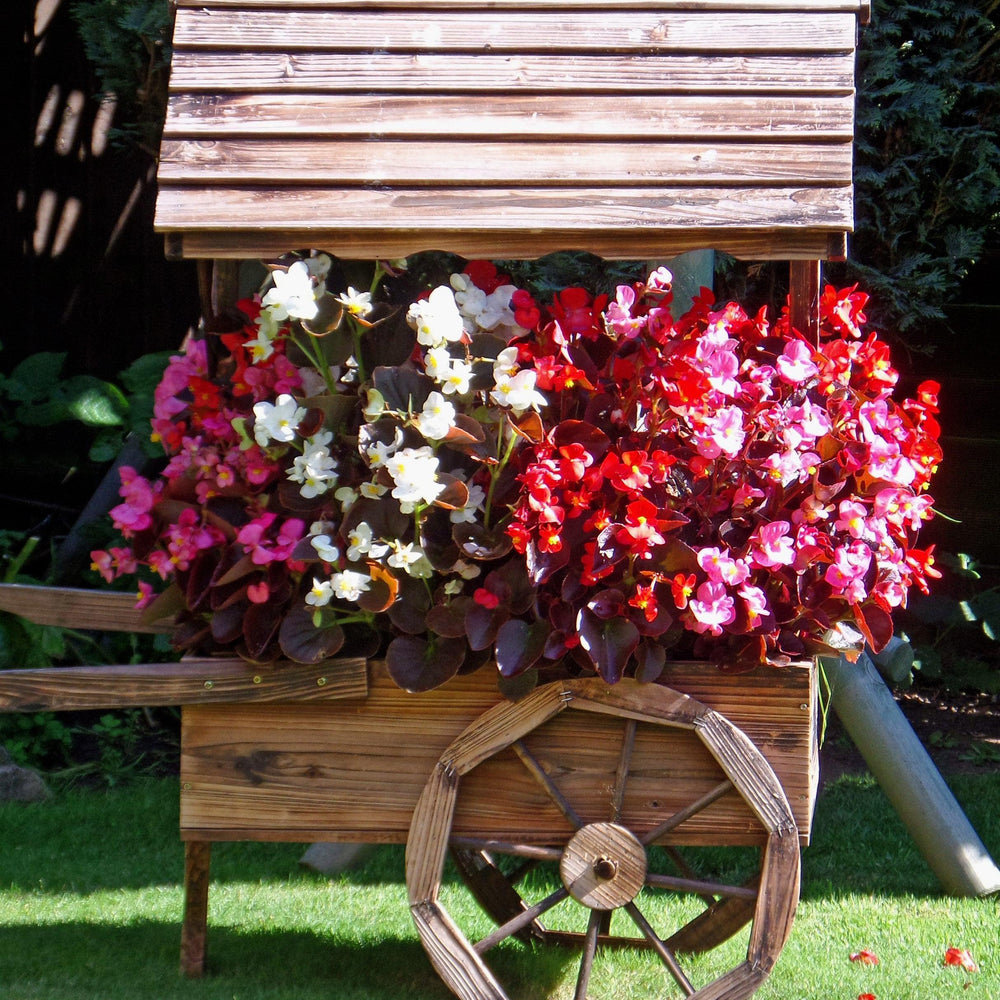 Begonia 'Bronze Leaf Mix' ~ Bronze Leaf Mix Begonia-ServeScape