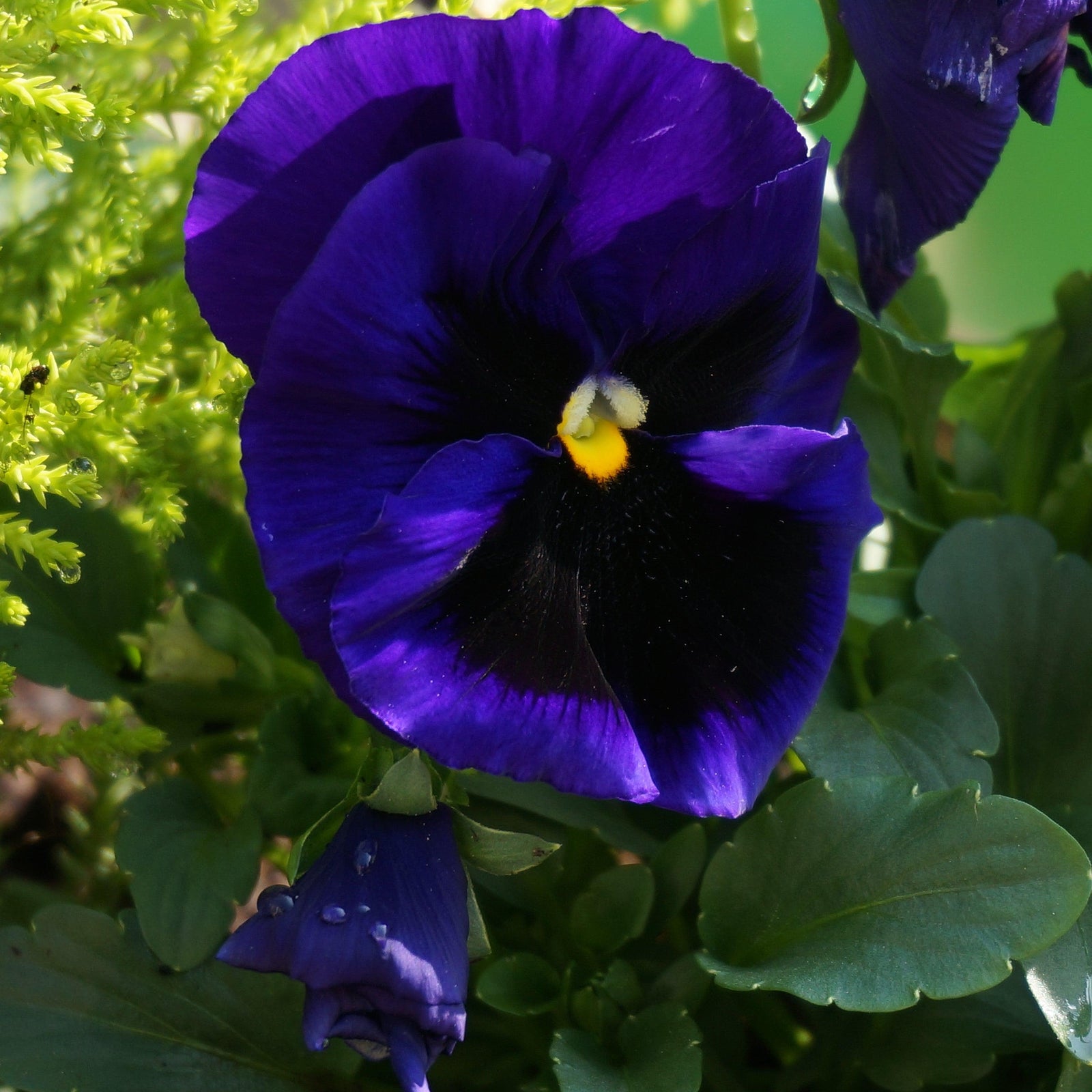 Viola x wittrockiana 'Inspire DeluXXe Deep Blue Blotch' ~ Inspire DeluXXe® Deep Blue Blotch Pansy-ServeScape