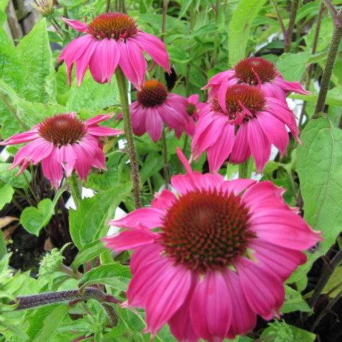 Echinacea 'TNECHKR' PP28,768~ Kismet® Raspberry Coneflower-ServeScape