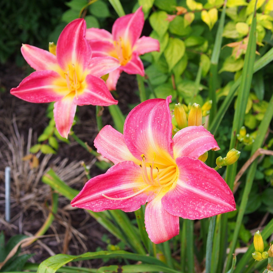 Hemerocallis 'Cherry Cheeks' ~ Cherry Cheeks Daylily-ServeScape