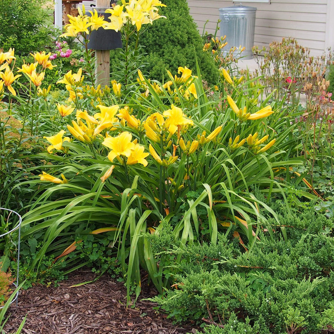 Hemerocallis 'Mary Todd' ~ Mary Todd Daylily-ServeScape