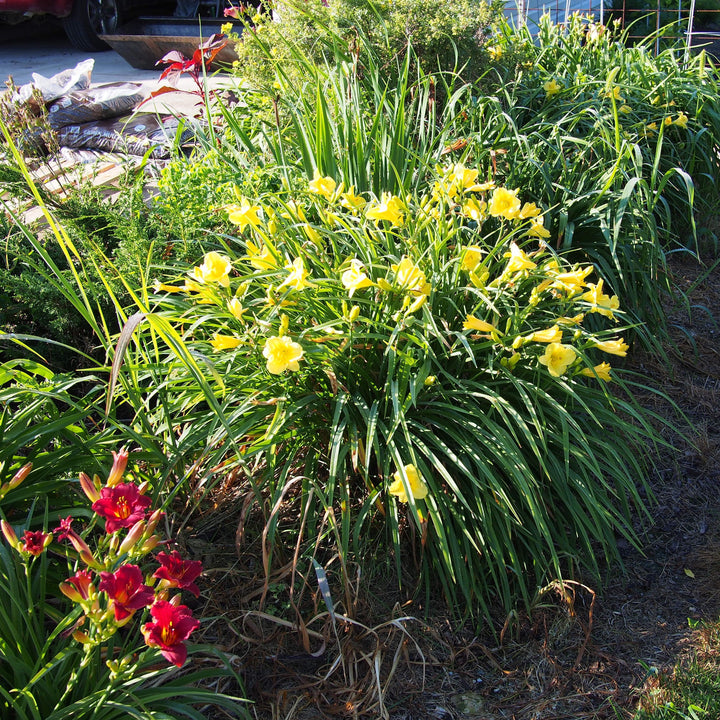 Hemerocallis 'Happy Returns' ~ Happy Returns Daylily-ServeScape