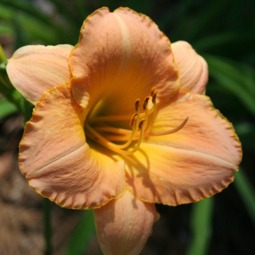 Hemerocallis 'Butterscotch Ruffles' ~ Butterscotch Ruffles Daylily-ServeScape