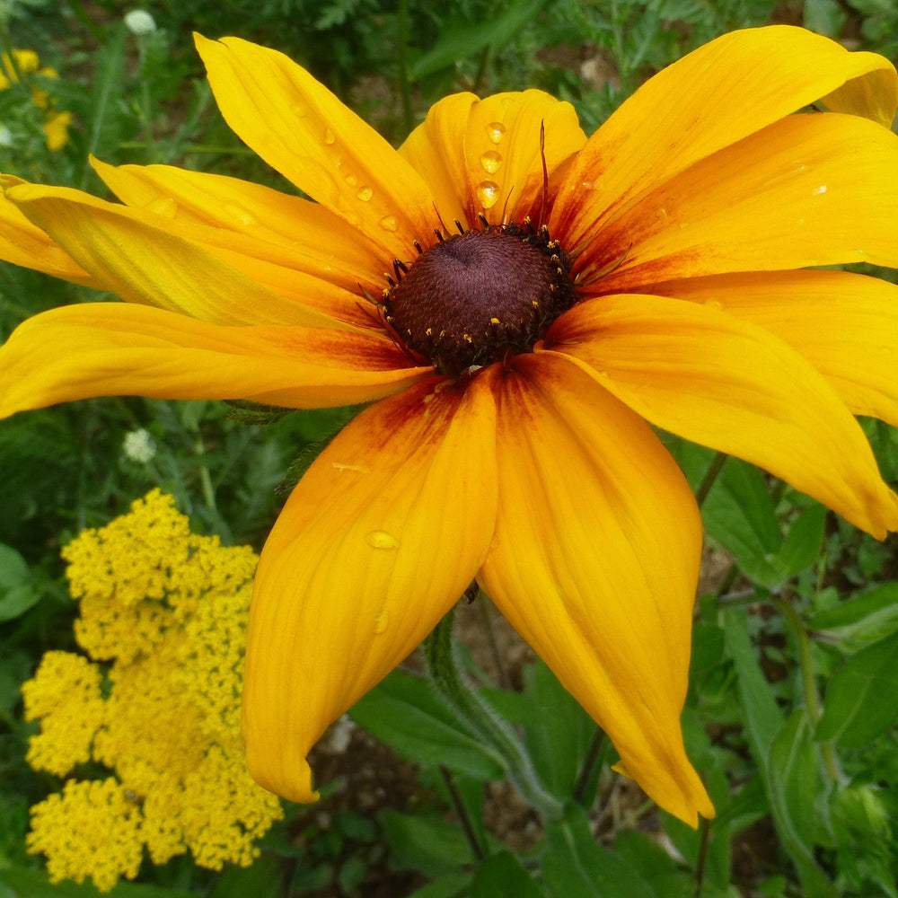 x echibeckia 'Summerina Butterscotch Biscuit' ~ Summerina® Butterscotch Biscuit Echibeckia-ServeScape