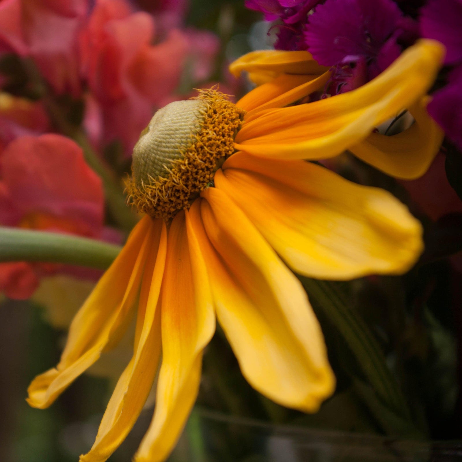 x echibeckia 'Summerina Butterscotch Biscuit' ~ Summerina® Butterscotch Biscuit Echibeckia-ServeScape