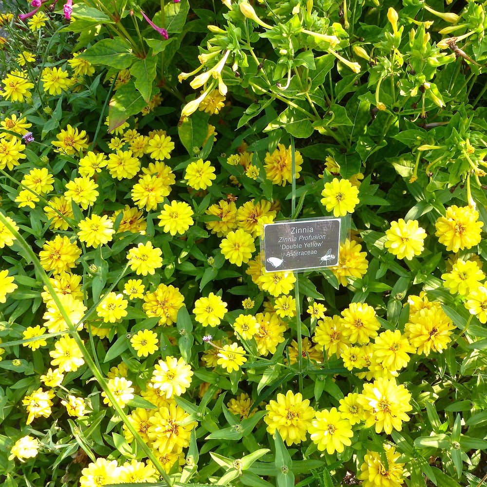 Zinnia ‘Profusion Double Yellow’ ~ Profusion Double Yellow Zinnia-ServeScape