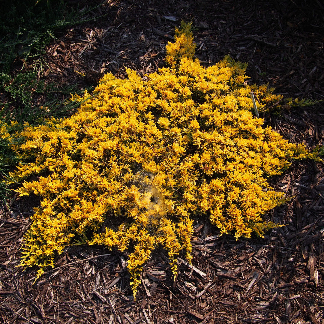 Juniperus horizontalis 'Mother Lode' ~ Mother Lode Creeping Juniper-ServeScape