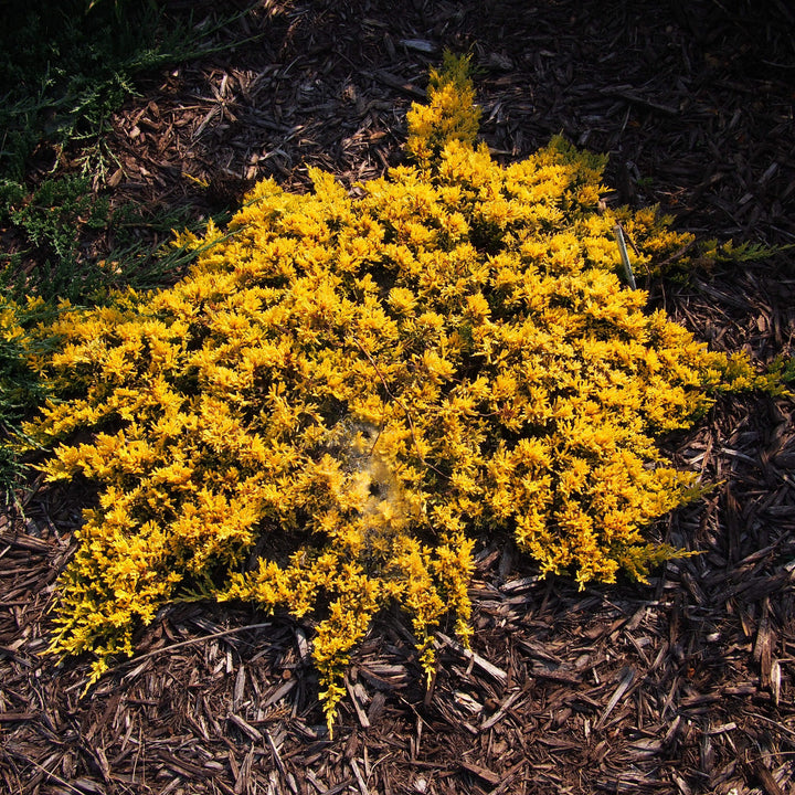 Juniperus horizontalis 'Mother Lode' ~ Mother Lode Creeping Juniper-ServeScape