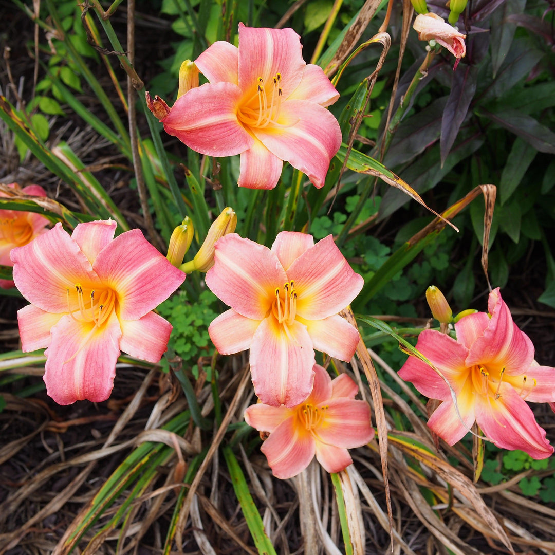 Hemerocallis Tetraploid Hybrids ~Tetraploid Hybrids Daylily-ServeScape
