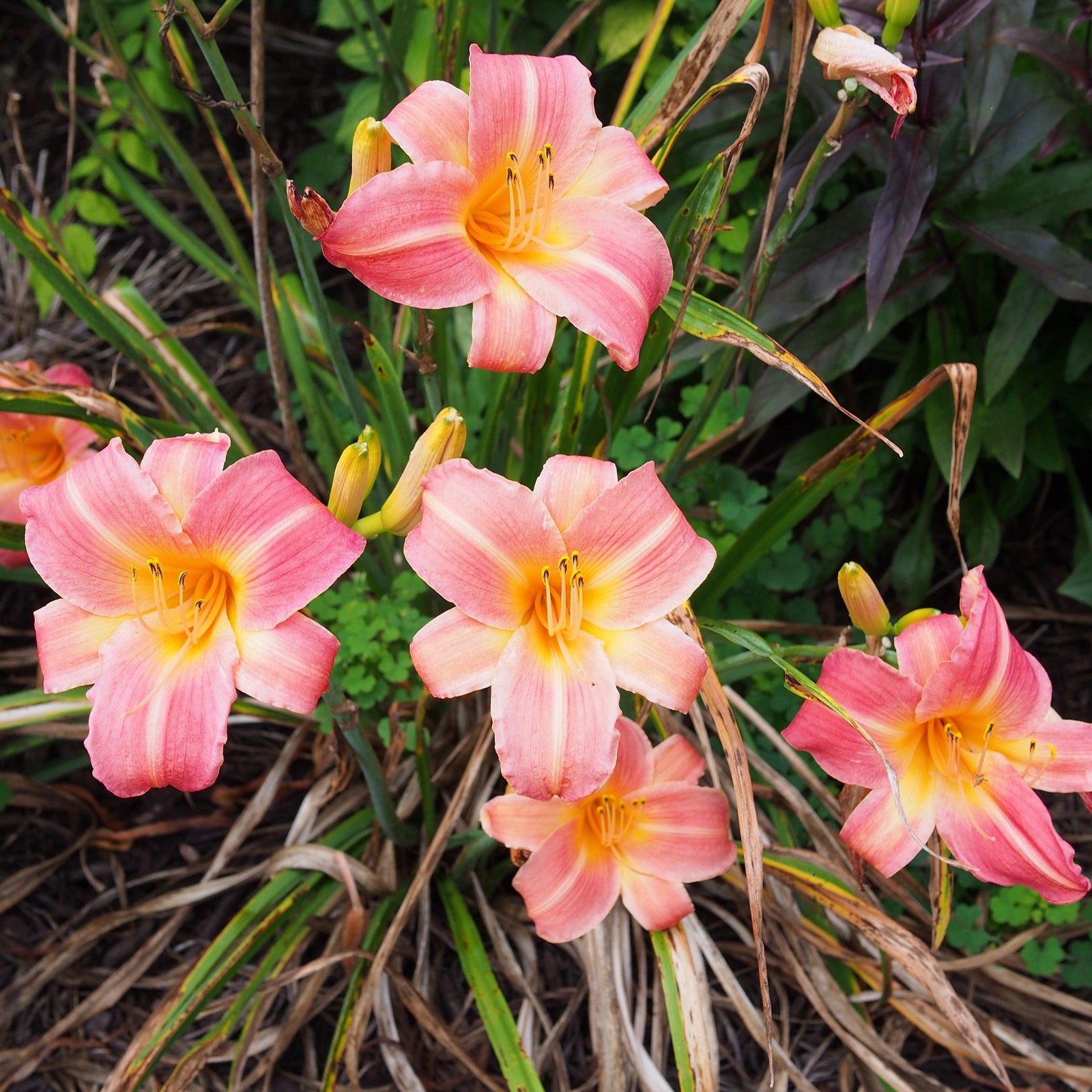 Hemerocallis Tetraploid Hybrids ~Tetraploid Hybrids Daylily-ServeScape