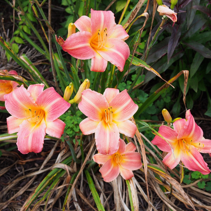 Hemerocallis Tetraploid Hybrids ~Tetraploid Hybrids Daylily-ServeScape