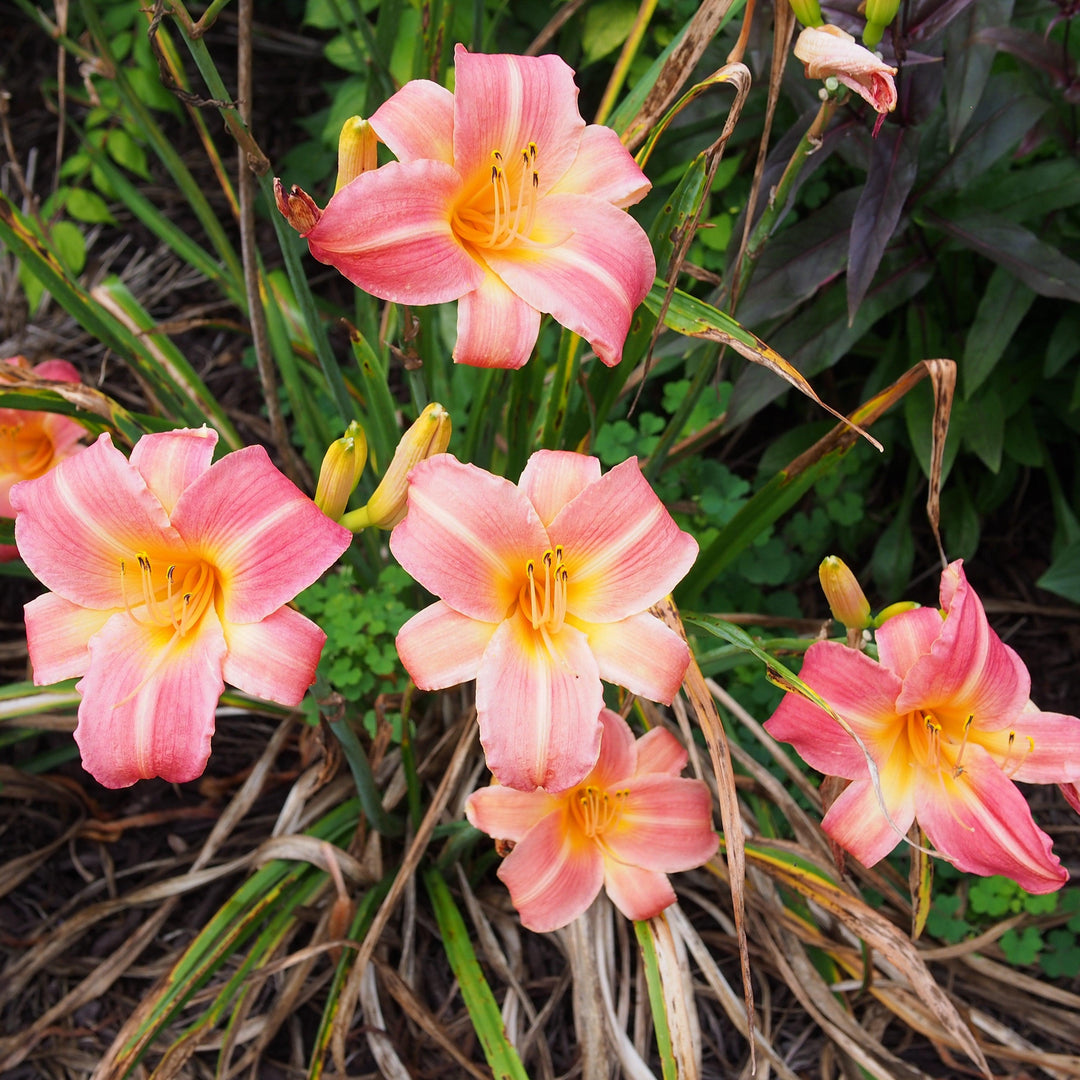 Hemerocallis 'Cherry Cheeks' ~ Cherry Cheeks Daylily-ServeScape