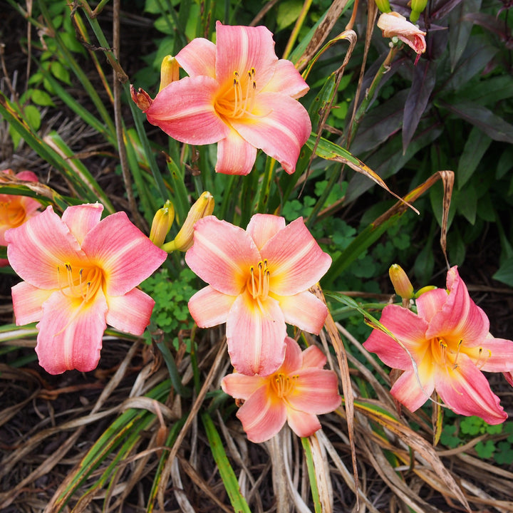 Hemerocallis 'Cherry Cheeks' ~ Cherry Cheeks Daylily-ServeScape