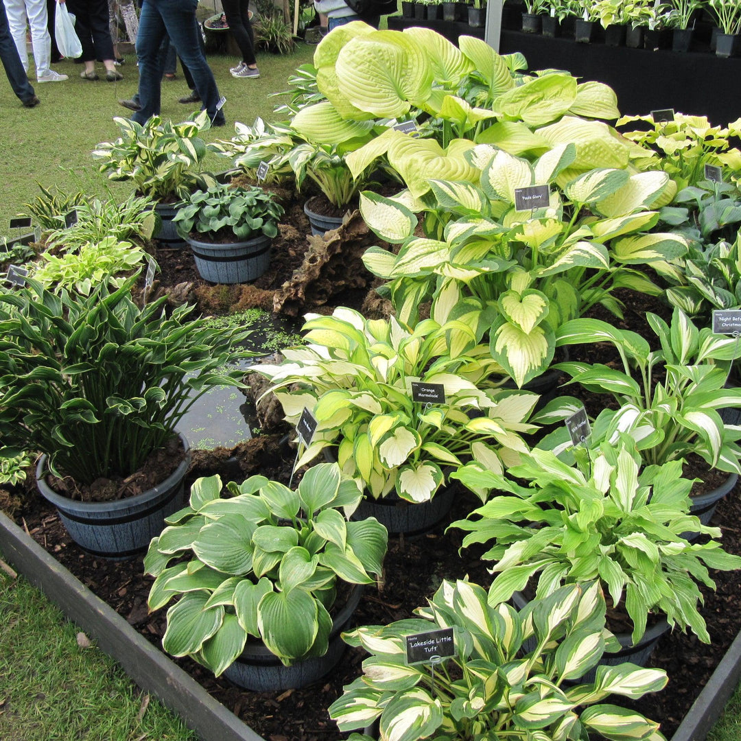 Hosta ~ Hosta, Plantain Lily-ServeScape