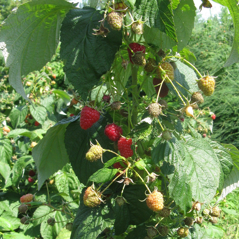 Rubus idaeus 'Jaclyn' ~ Jaclyn Everbearing Raspberry-ServeScape