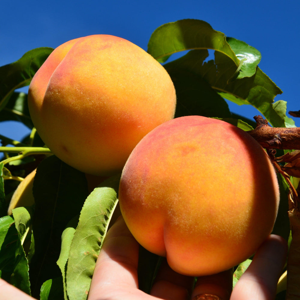 Prunus persica 'Harvester' ~ Harvester Peach-ServeScape