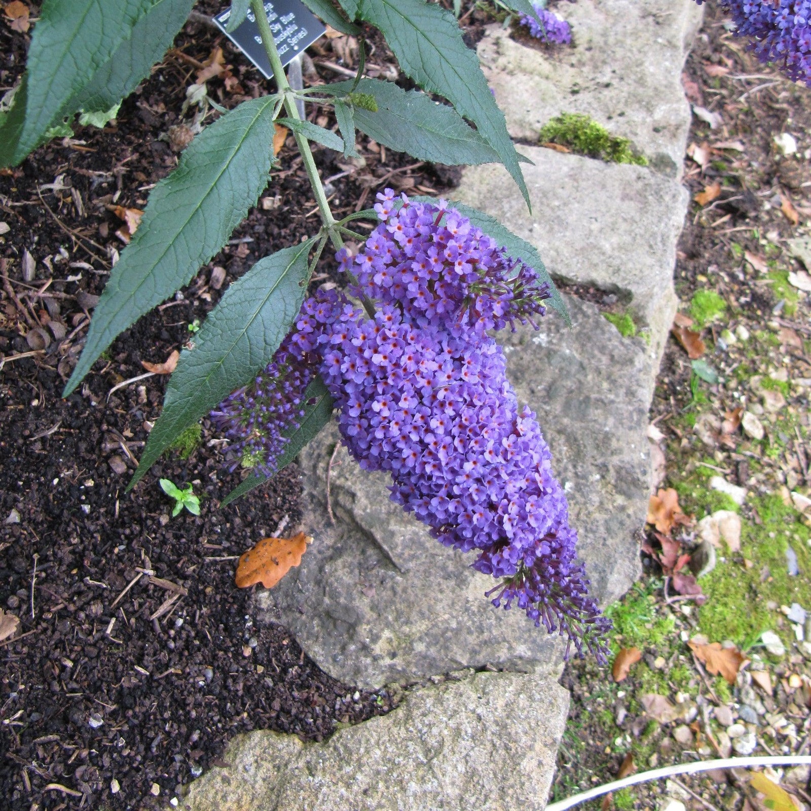 Buddleia ‘Tobud0615’ ~ Buzz™ Sky Blue Butterfly Bush-ServeScape