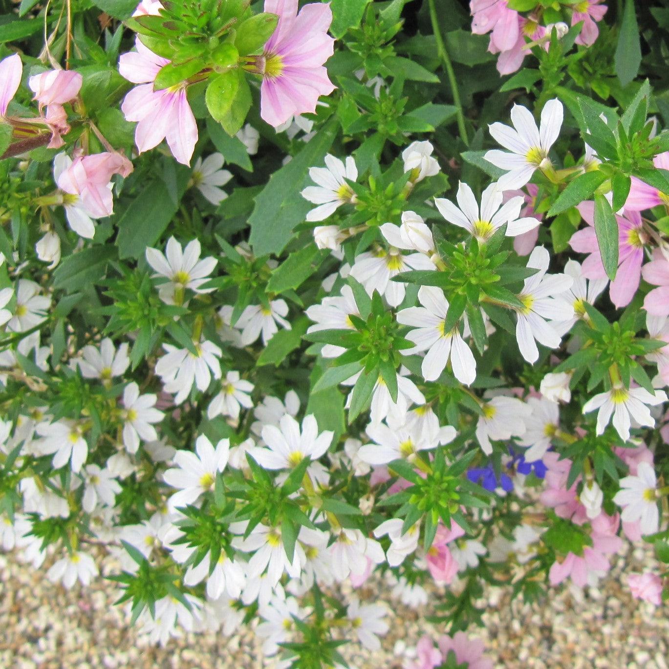 Scaevola aemula 'Scampi White' ~ Scampi® White Fan Flower-ServeScape