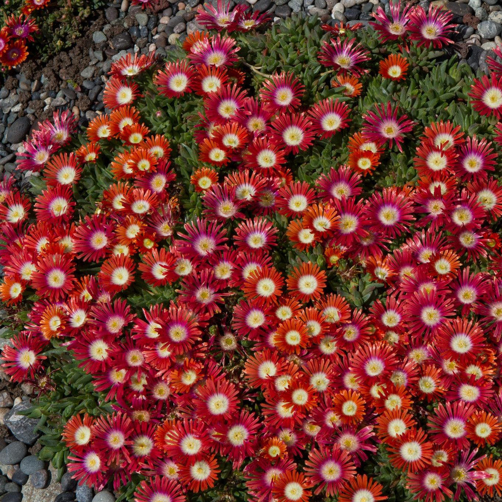 Delosperma 'PWWGO2S' ~ Red Mountain® Flame Ice Plant-ServeScape