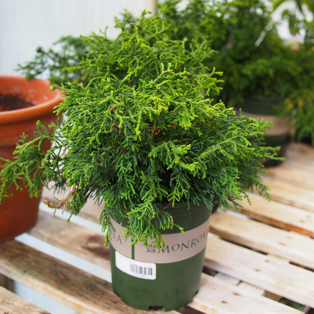 Chamaecyparis obtusa 'Torulosa' ~ Torulosa Hinoki Cypress-ServeScape