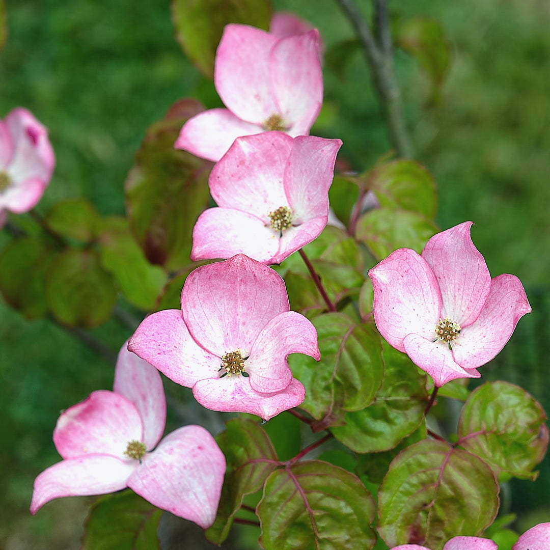 Cornus kousa 'Satomi' ~ Satomi Dogwood-ServeScape