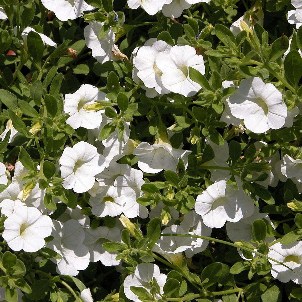 Calibrachoa 'Wecacaliwe' ~ Calitastic® White Calibrachoa-ServeScape