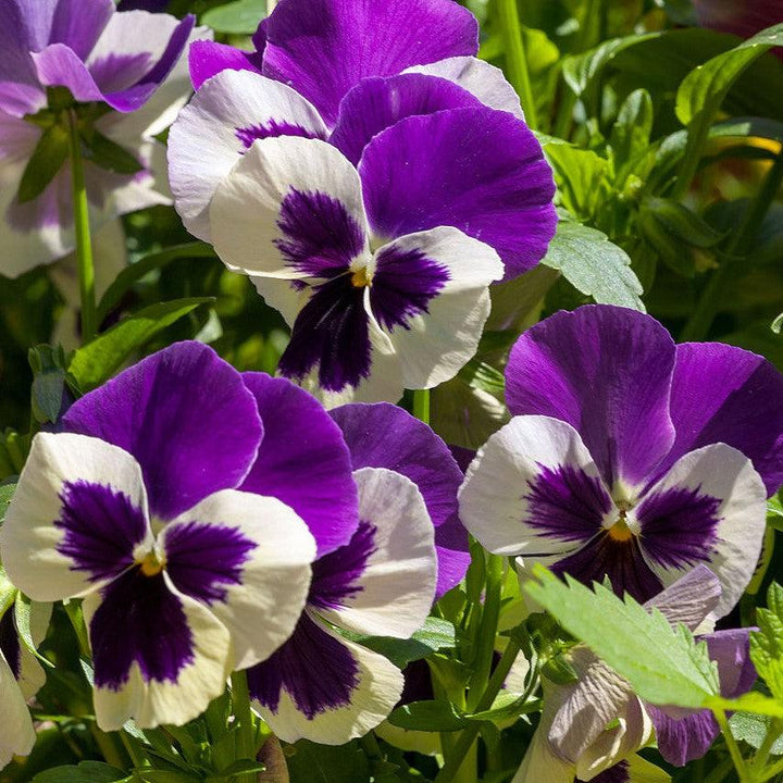 Viola x wittrockiana 'Inspire DeluXXe White Violet Wing' ~ Inspire DeluXXe® White Violet Wing Pansy-ServeScape