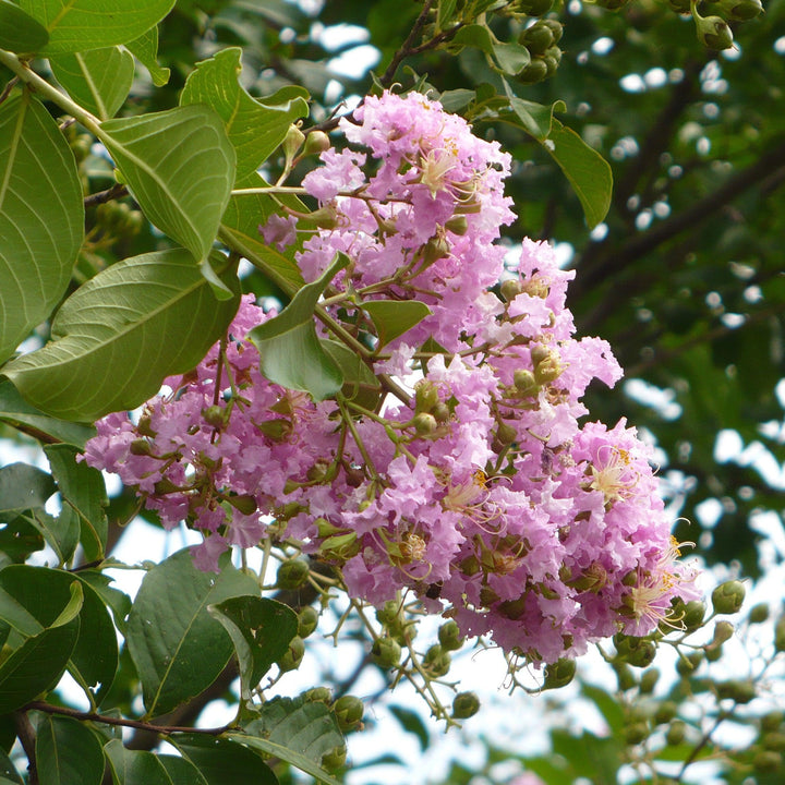 Lagerstroemia indica x fauriei 'Lipan' ~ Lipan Crape Myrtle-ServeScape