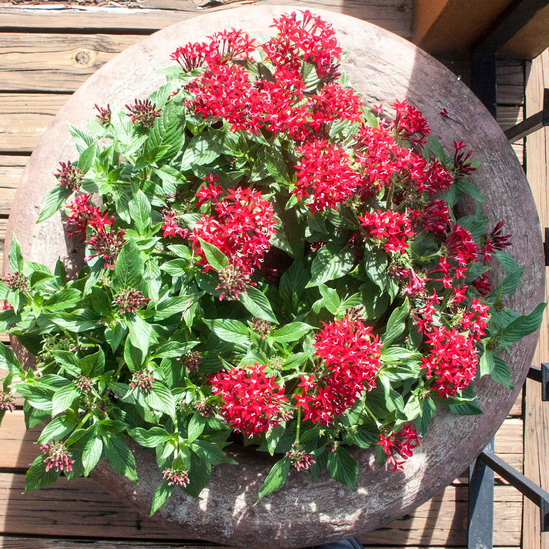 Pentas lanceolata 'Graffiti OG Lipstick' ~ Graffiti® OG Lipstick Star Flower-ServeScape