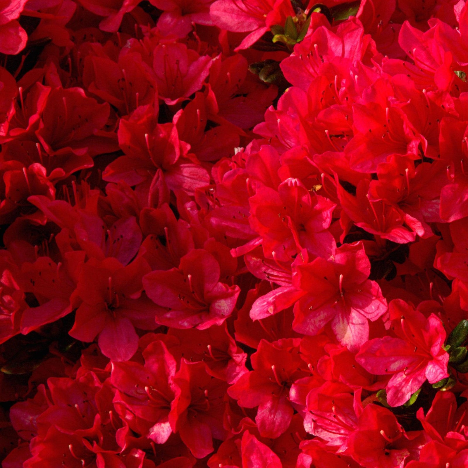 Azalea x 'Trouper' ~ Trouper Azalea-ServeScape