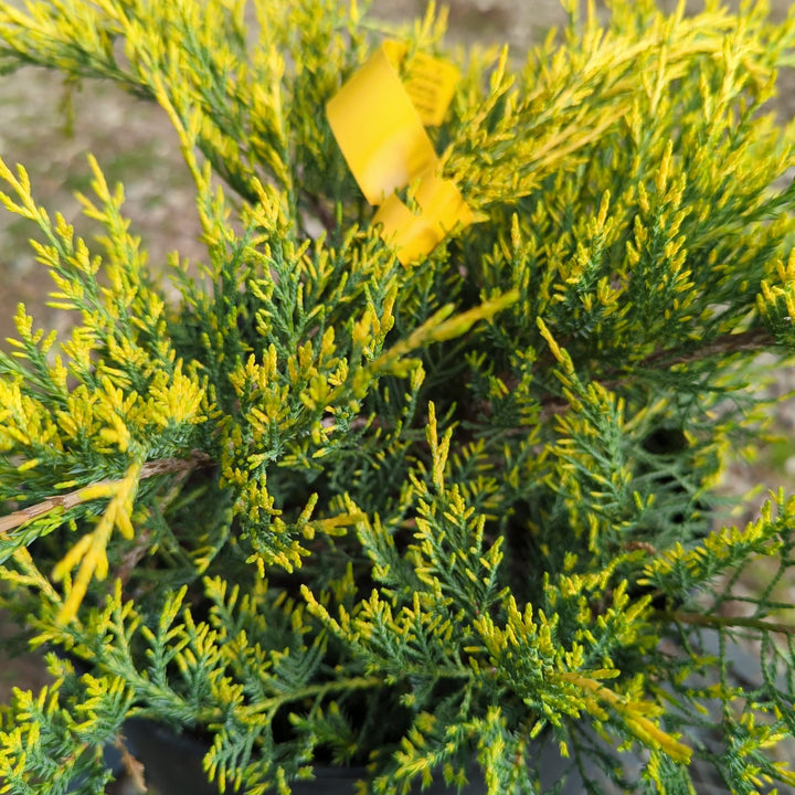 Juniperus chinensis 'Gold Lace' ~ Gold Lace Juniper-ServeScape