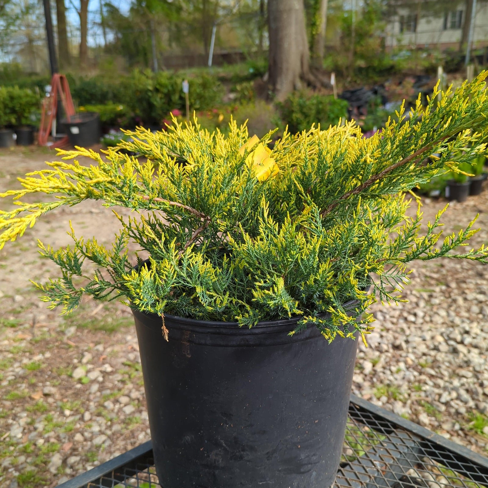 Juniperus chinensis 'Gold Lace' ~ Gold Lace Juniper-ServeScape