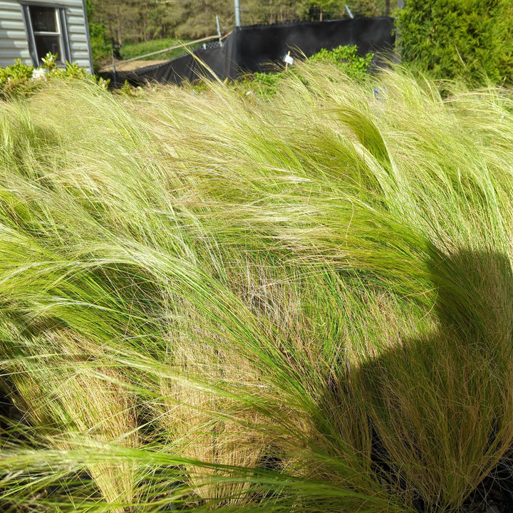 Nassella tenuissima ~ Mexican Feather Grass-ServeScape