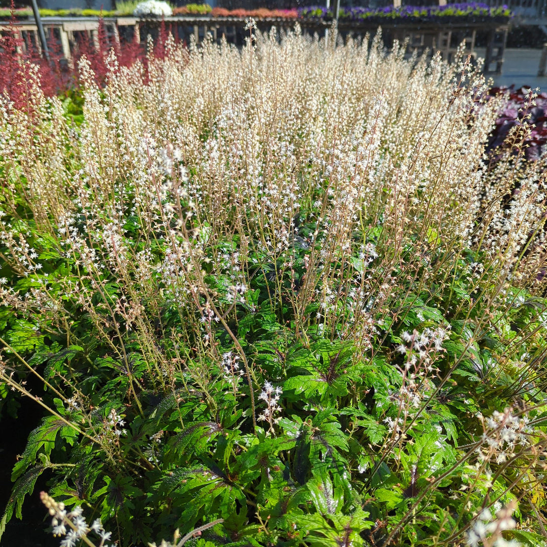 Tiarella x 'Timbuktu' ~ Timbuktu Foam Flower-ServeScape