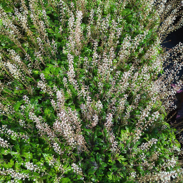 Tiarella x 'Timbuktu' ~ Timbuktu Foam Flower-ServeScape