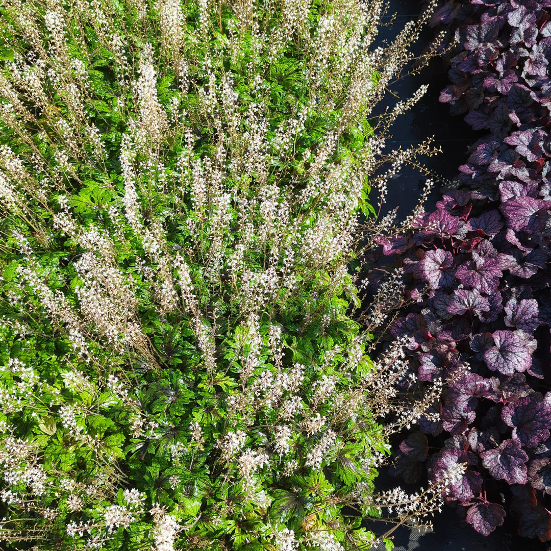 Tiarella x 'Timbuktu' ~ Timbuktu Foam Flower-ServeScape