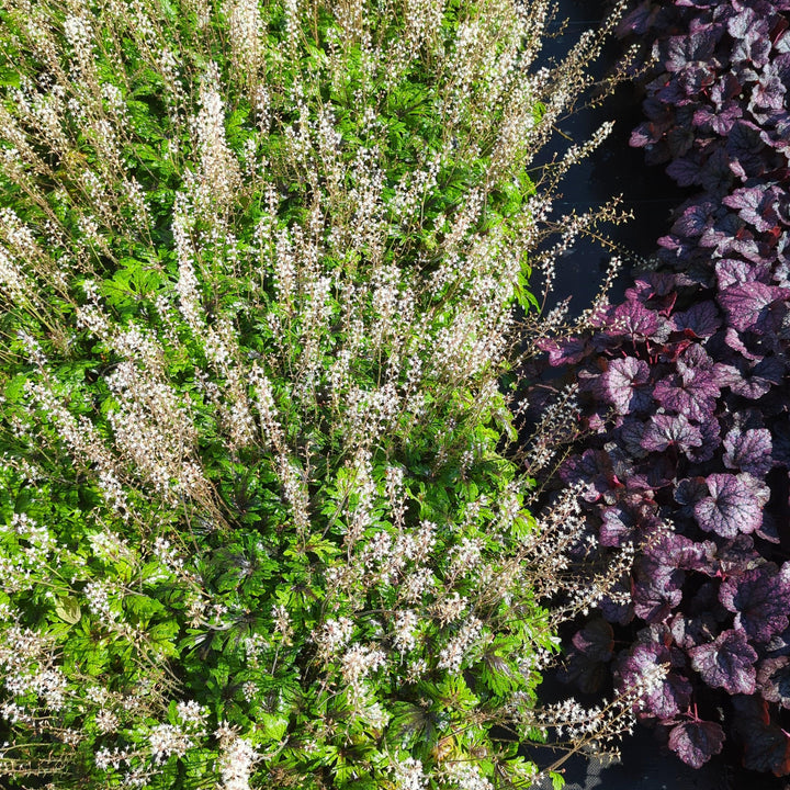 Tiarella x 'Timbuktu' ~ Timbuktu Foam Flower-ServeScape