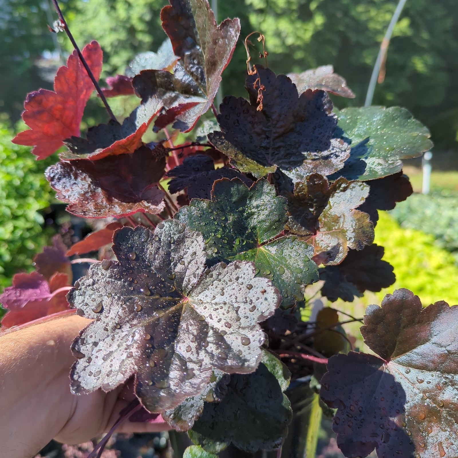 Heuchera 'Carnival Black Olive' ~ Carnival™ Black Olive Coral Bells-ServeScape