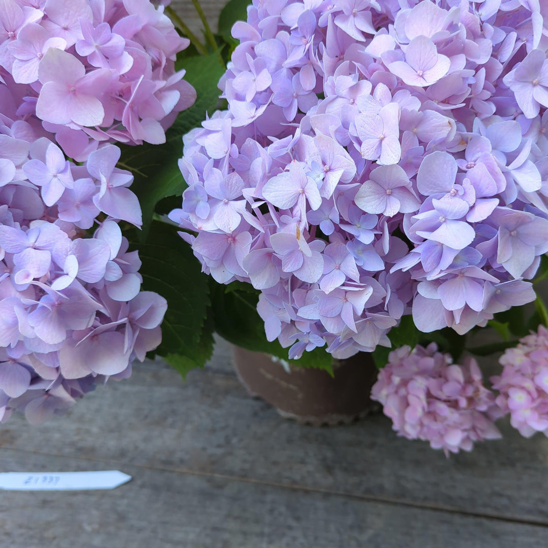 Hydrangea macrophylla 'Big Daddy' ~ Big Daddy Hydrangea-ServeScape