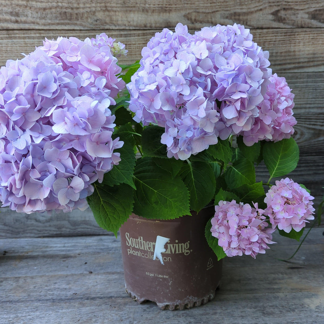 Hydrangea macrophylla 'Big Daddy' ~ Big Daddy Hydrangea-ServeScape